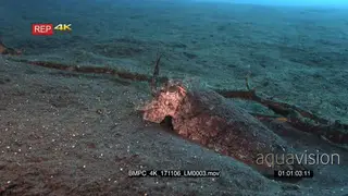 CU shot of Broadclub cuttlefish, Sepia Latimanus burying itself in the sea bed