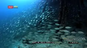 Huge school of scissor-Tailed fusilier, Caerulaurea and shrimp scad.