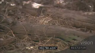 Mozambique Spitting Cobra crawling around on bushveld and hiding MLS PAN
