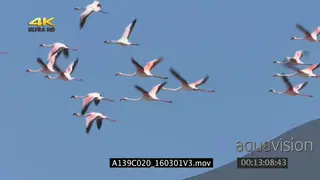 A flock of lesser flamingos flying around GOOD LIGHT LA
