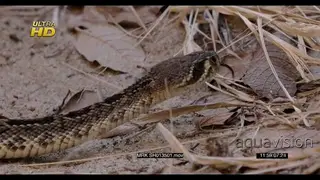 Western diamondback rattlesnake slithering, searching, tasting air to locate the prey.