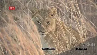 African Young lion cub sitting in tall yellow grass Looking around Alert MCU