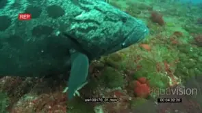Potato Bass swimming and feeding on dead Sardines underwater in ocean deep MS TRA PAN HAND