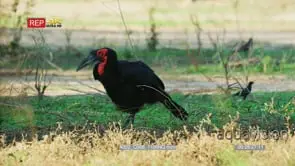 Ground hornbill foraging catches frog