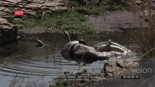 Python feeding on antelope kill