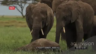 African elephant herd with calves grazing and waking a calf laying down