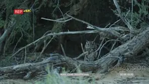 Spotted eagle owl on the ground facing camera