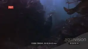 Adult Sea otter floating on its belly at the surface and diving for food o the floor.