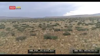 Aerial Drone pull away over bushveld Giraffe herd general behaviour