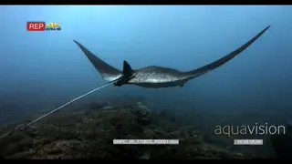 Tracking shot of a reef manta ray, Manta alfredi with its cephalic fins rolled up glides.