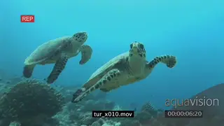 Hawksbill Sea Turtles swimming over coral reef underwater.
