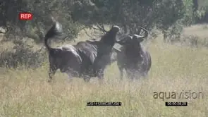 [2] Wildebeests fighting Head Jousting on the Savannah