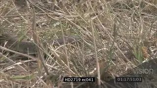 Mozambique Spitting Cobra crawling through grass MLS ZI MCU PAN