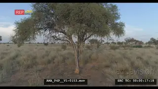 Low Aerial Drone of tree Savannah grassland