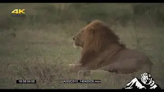 African Lion male roaring his presence know, laying down MS