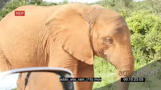 African elephants walking towards past vehicle on dirt road POV of people looking from.