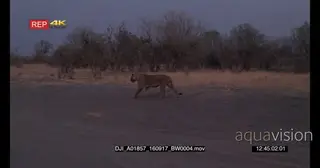 Lioness walks to her cub at sunset
