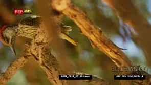 Golden-tailed woodpecker hopping on the branch looking for food