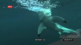 Great white shark swimming underwater in ocean and biting bait line UW HAND
