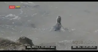 African Penguin diving and swimming, sea, coast, coastal, floating, waves, water.