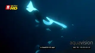 Orca Killer Whales feeding on herring schools in noway UW