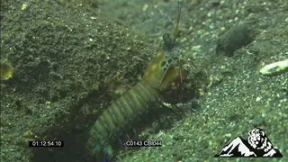 Mantis shrimp walks across cautiously FF