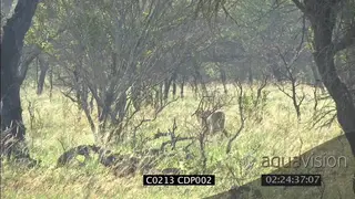 Lioness hunting stalking herd of Zebra, WS FAILS NTD