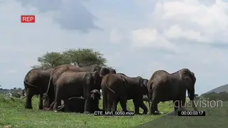 A herd of African elephants standing and mud bathing WS