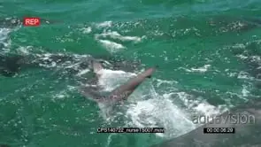 Nurse Sharks swimming aggressively in ocean out of the blue HA MLS HAND SLOWMO