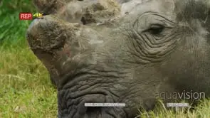 White rhino lying down xcu of head dehorned