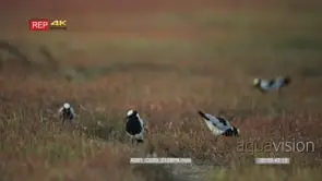 Blacksmith lapwing plover flock in the grass
