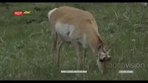 Pronghorn standing, walking and grazing GREEN