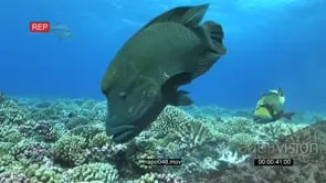 Humphead Wrasses with varied sea fishes and Bluefin Kingfish swimming on coral reef.