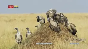 Flock of white-backed vultures on an anthill