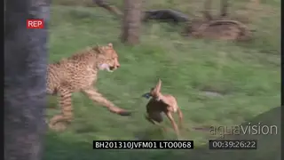 Juvenile Cheetah brothers scouting around hunting stalk chase catch newly born Impala calf