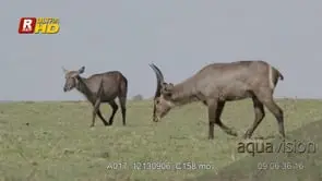Two adult Waterbuck walking, grazing on grass and looking around. MLS