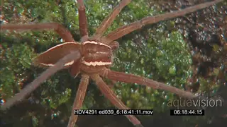Fishing Spider near waters edge looking hunting HA CU