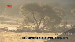 Blue Wildebeest herd migration in the Serengeti with golden light LWS PAN