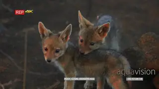 Black-backed jackal pup sitting and scratching on rock other pup walks into shot