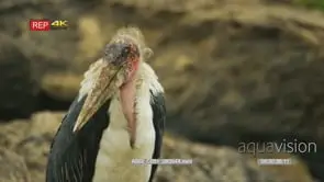 Close up shot of marabou stork's face with river in the background