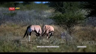 Gemsbok fighting