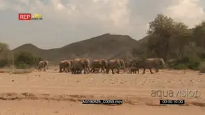 Desert elephant herd walking in dry Hoanib riverbed