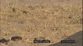 Sub adult Male lion walking past camera out of frame MCU TU TD
