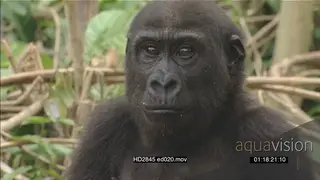 Gorilla sitting in a field beating chest and moving around MS ZI MCU