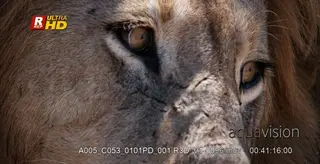 African Male Lion face CU and looking around .