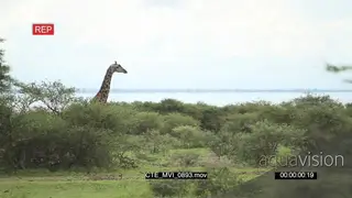 Masai giraffe standing and chewing GREEN LS