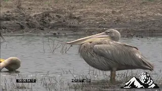 African Spoonbills, and Pelicans fishing, preening and swimming MS