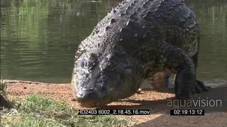 Nile Crocodile walks out the water and lays down facing camera tilt up down face close up.