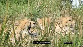 A coalition of cheetah cubs resting on tall grassland yawning and looking around…