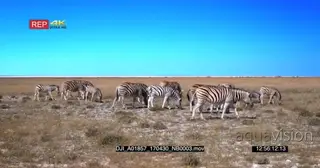 Zebra Dazzle Grazing and Walking on the Grass Plain